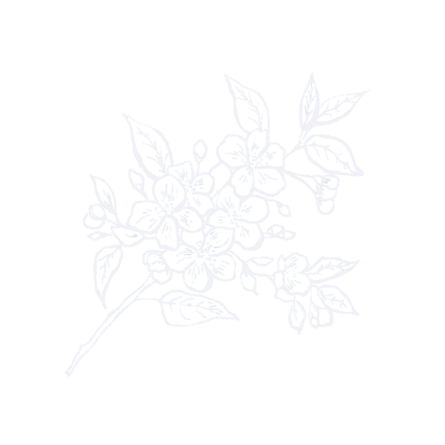 Delicate white blossom florals, hand-vectored for the Warner's Bakery website in honor of owner Hilary's Korean heritage.
